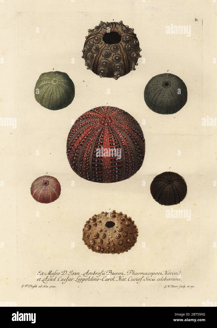 Grün Seeigel Echinometra Psammechinus miliaris 1,4, digitata prima 2, lange-Spined Urchin, Diadema setosum 3 und anderen Sorten. Papierkörbe Kupferstich von G.W. Knorr nach einer Illustration von G.F. Dietsch von Georg Wolfgang Knorr Deliciae Naturae Selectae von Kabinet van Zeldzaamheden der Natuur, Blusse und Sohn, Nürnberg, 1771. Exemplare aus der Wunderkammer oder Kabinett der Kuriositäten von Johann Ambrosius Beurer. Stockfoto