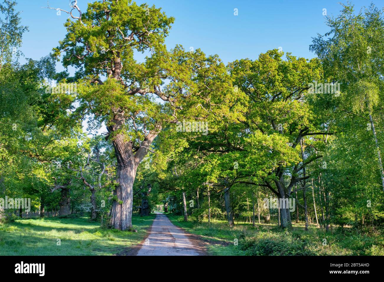 Quercus robur. Alte Eichen im Blenheim Park an einem frühen Frühlingsmorgen. Woodstock, Oxfordshire, England Stockfoto