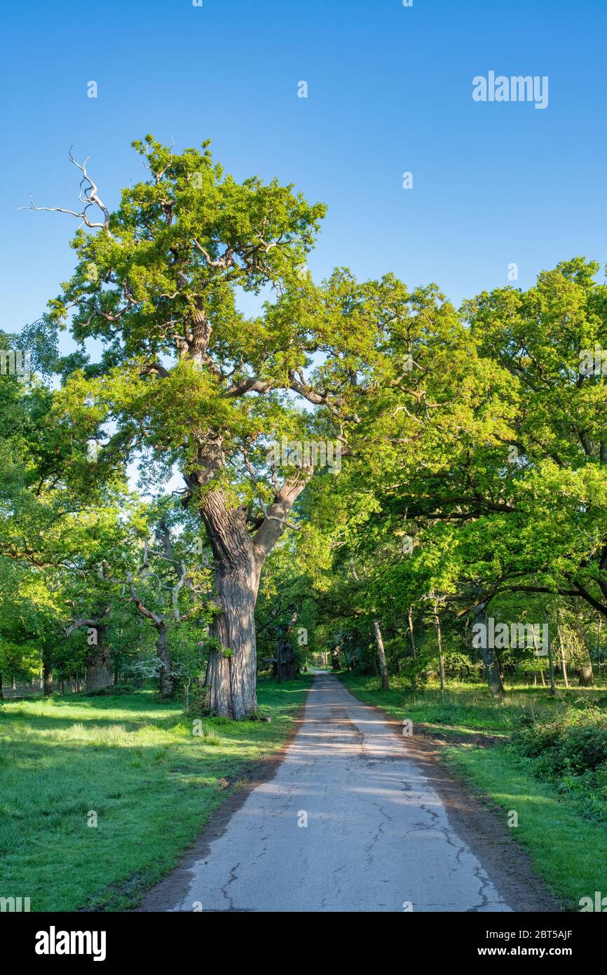 Quercus robur. Alte Eichen im Blenheim Park an einem frühen Frühlingsmorgen. Woodstock, Oxfordshire, England Stockfoto