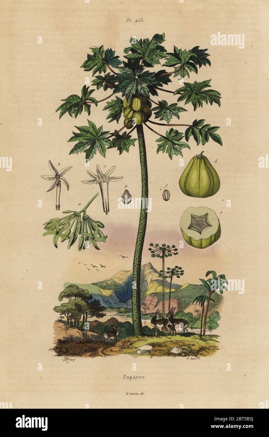 Papaya oder Pfandbaum mit Obst und Querschnitt von Früchten. Papayer comestible, Carica Papaya. Handkolorierter Stahlstich von du Casse nach einer Illustration von Adolph Fries aus Felix-Edouard Guerin-Menevilles Dictionnaire Pittoresque d'Histoire Naturelle, Paris, 1834-39. Stockfoto