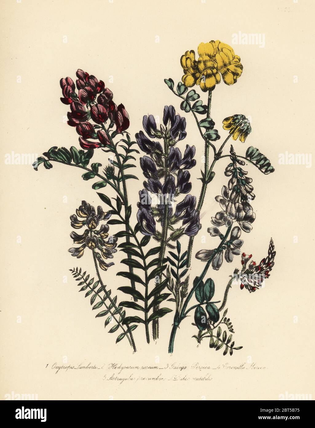 Lambert's Mountain milkvetch, Oxytropis Lamberti, rose-colored Französische Geißblatt, Hedysarum roseum, der Persischen Ziege rue, Galega persica, Iberische, coronilla Coronilla Iberica, liegend Milch vetch, Astragal procumbens und änderbar - blühenden dalea, Dalea mutabilis. Handfinished chromolithograph von Henry Noel Humphreys, nachdem eine Illustration von Jane Loudon von Frau Jane Loudon Damen Flower Garden von Zierpflanzen Stauden, William S. Orr, London, 1849. Stockfoto