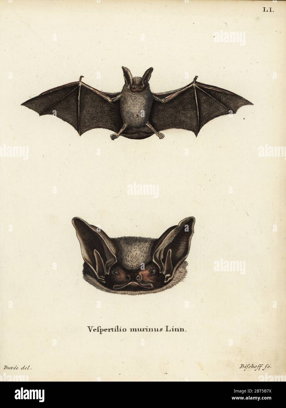 Particolored bat, Vespertilio murinus Linn. Papierkörbe Kupferstich von Valentin Bischoff nach einer Illustration von Jacques Buvee l'Ameriquain von Johann Christian Daniel Schreber's Animal Abbildungen nach der Natur, oder schreber's fantastische Tiere, Erlangen, Deutschland, 1775. Stockfoto