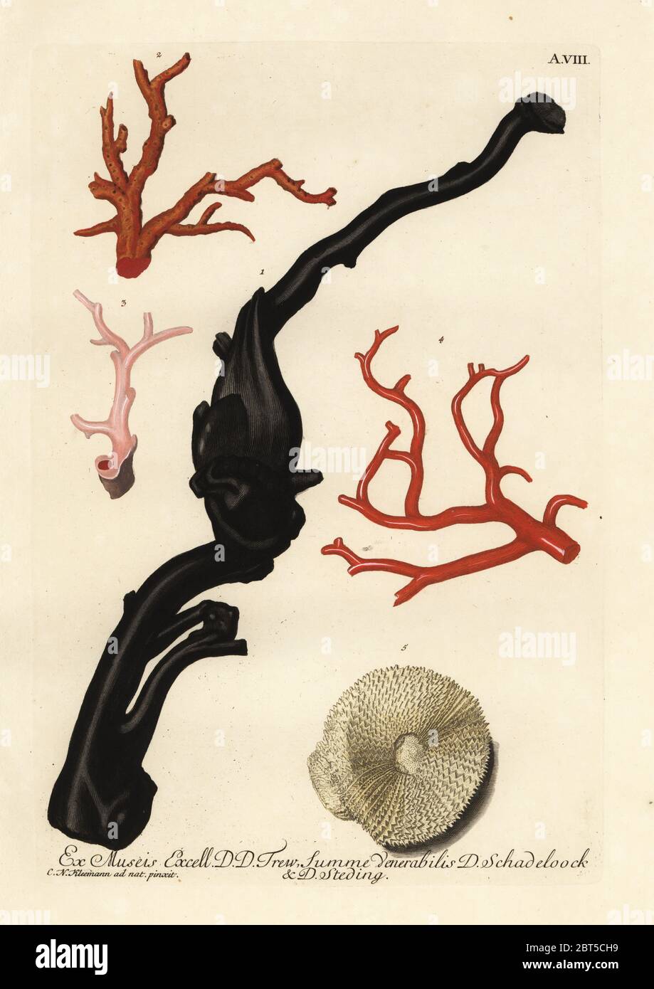 Schwarze und rote Korallen und eine Pilzkoralle, Fungia Fungites (Madrapora Fungites). Handkolorierter Kupferstich nach einer Illustration von Christian Nicolaus Kleemann aus Georg Wolfgang Knorrs Deliciae Naturae Selectae von Kabinett van Zeldzaamheden der Natuur, Blusse und Son, Nürnberg, 1771. Exemplare aus einer Wunderkammer oder einem Kuriositätenkabinett von Dr. Christoph Jacob Trew, August Martin Schadeloock und D. Stedeling. Stockfoto