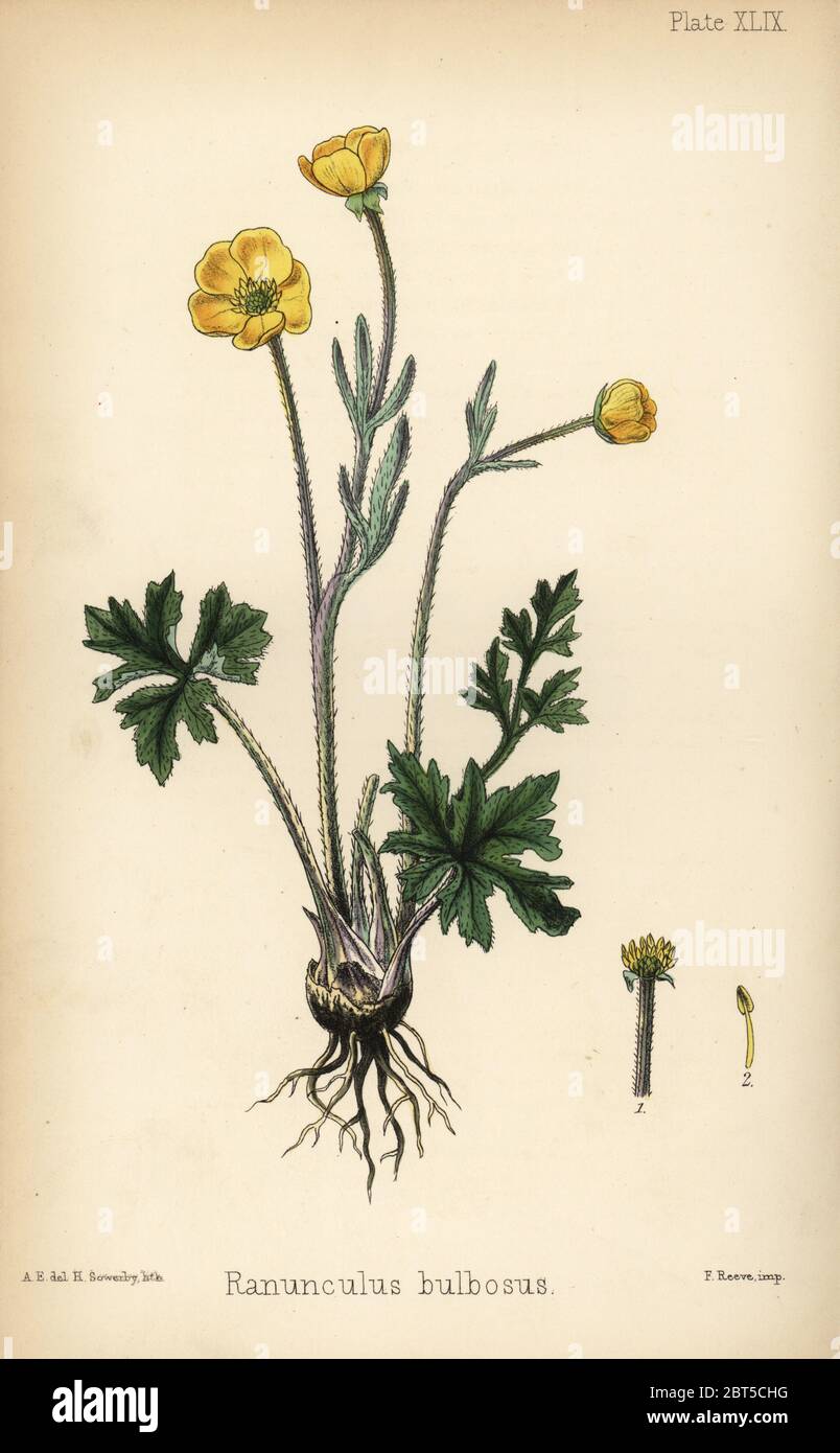 St. Anthony's Rübe oder Knolligen Hahnenfuß, Ranunculus bulbosus. Papierkörbe Lithographie von Henry Sowerby nach einer Illustration von A.e. von Edward Hamilton's Flora Homeopathica, Bailliere, London, 1852. Stockfoto