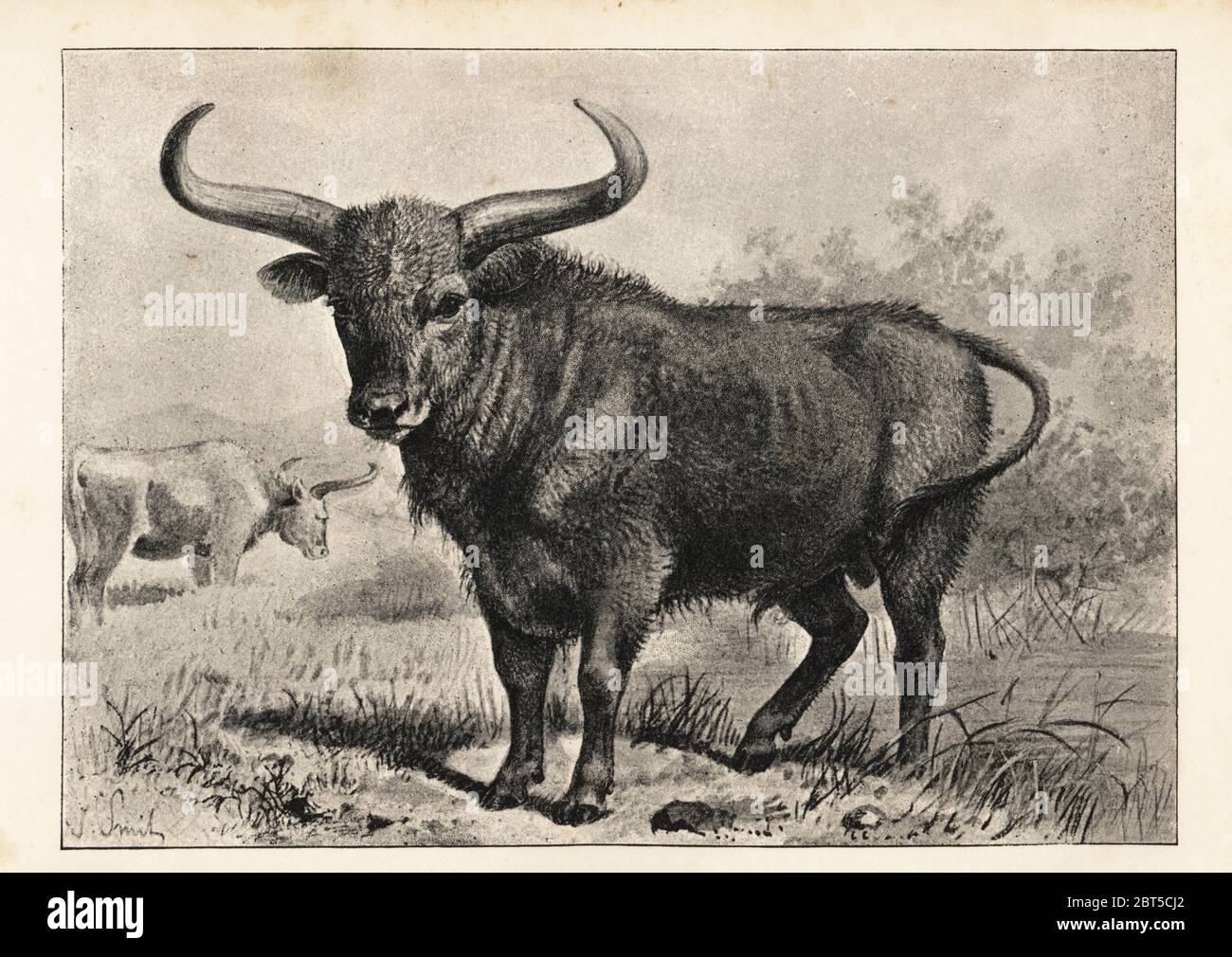 Ausgestorbene Auerochsen, der urus von Caesar, Bos primigenius. Druck nach einer Illustration von Joseph Smit von Henry Neville Hutchinson Creatures of Other Days, Popular Studies in Paleontology, Chapman and Hall, London, 1896. Stockfoto