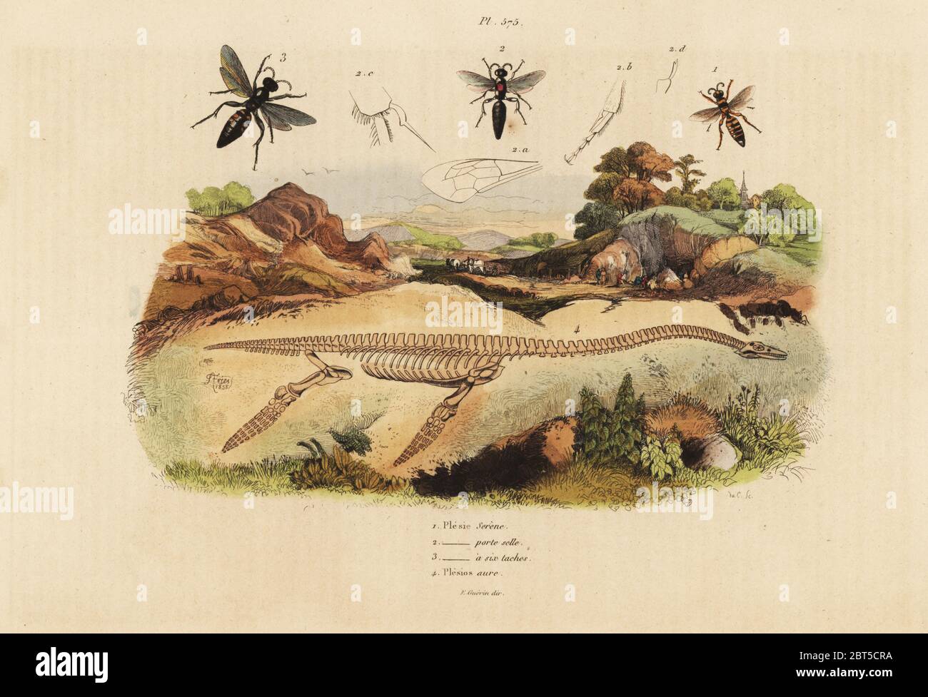 Fossile Skelett eines ausgestorbenen plesiosaurus 4 und Wespen, Plesia Arten 1-3. Papierkörbe Stahlstich von du Casse nach einer Illustration von Adolph Fritten aus dem Felix-Edouard Guerin-Meneville's Wörterbuch Pittoresque d'Histoire Naturelle (malerische Wörterbuch der Naturgeschichte), Paris, 1834-39. Stockfoto
