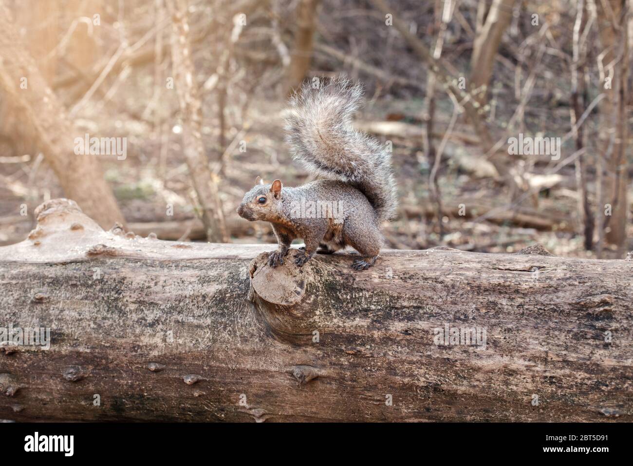 Graues fette Eichhörnchen mit dicken großen pelzigen Schwanz sitzt auf Baum im Park draußen. Tier Wildhörnchen im Wald im Freien am Sommertag. Stockfoto