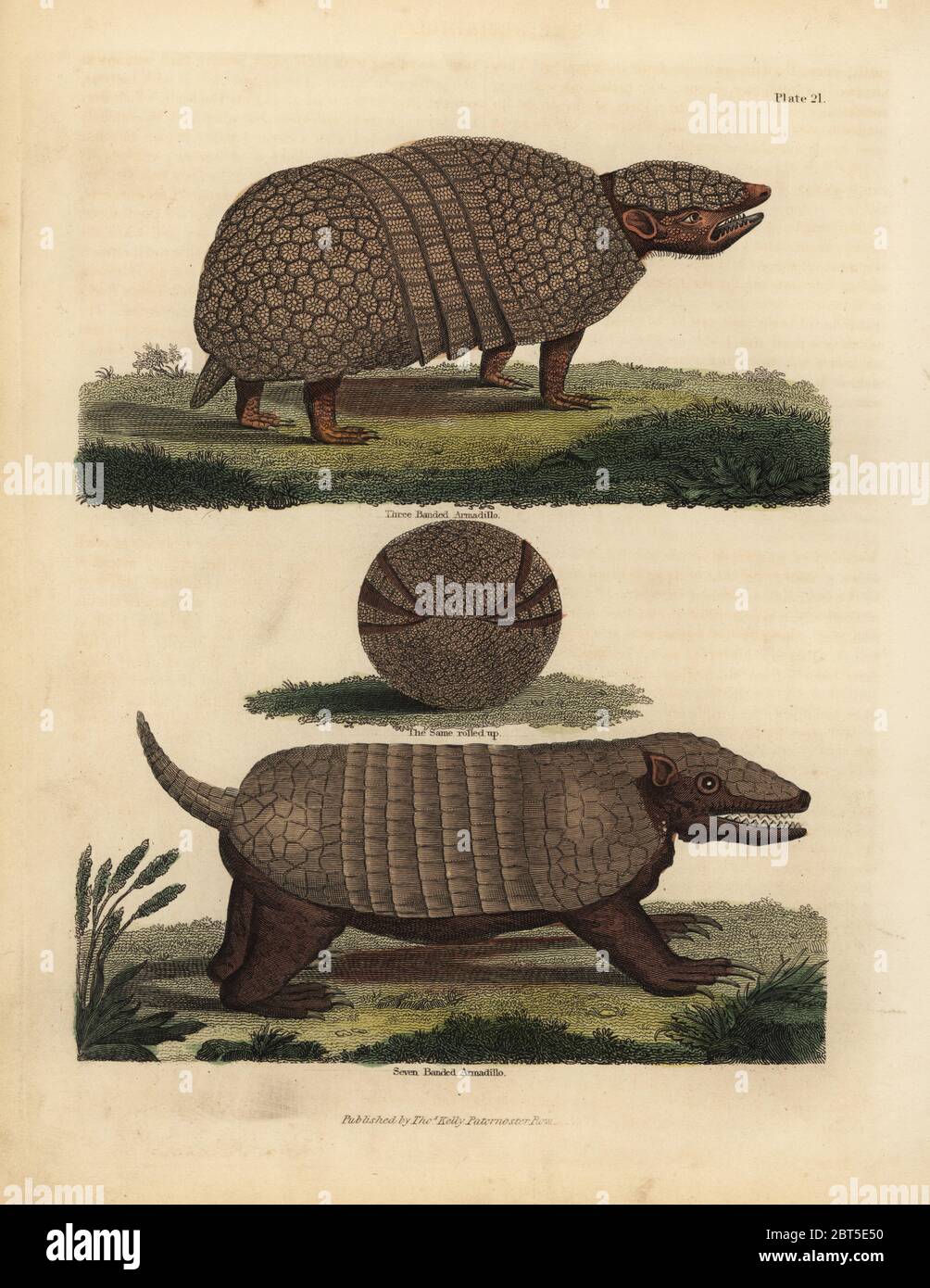 Brasilianische dreibänderige Gürteltiere, Tolypeutes tricinctus, verwundbar und siebenbänderige Gürteltiere, Dasypus septemcinctus. Armadillo Mit Drei Banden, Armadillo Mit Sieben Banden. Handkolorierter Kupferstich von William Smellies Übersetzung von Graf Georges Buffons Geschichte der Erde und animierte Natur, Thomas Kelly, London, 1829. Stockfoto