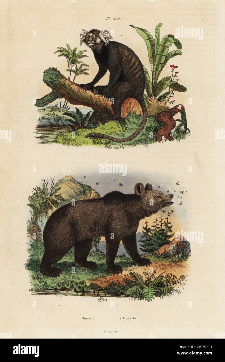 Gemeiner Murmeltier, Callithrix jacchus 1, und Braunbär, Ursus arctos, mit Bienen 2. Ouistiti, unser brun. Handkolorierter Stahlstich nach einer Illustration von Adolph Fries. Aus Felix-Edouard Guerin-Menevilles Dictionnaire Pittoresque d'Histoire. Naturelle (malerisches Wörterbuch der Naturgeschichte), Paris, 1834-39. Stockfoto