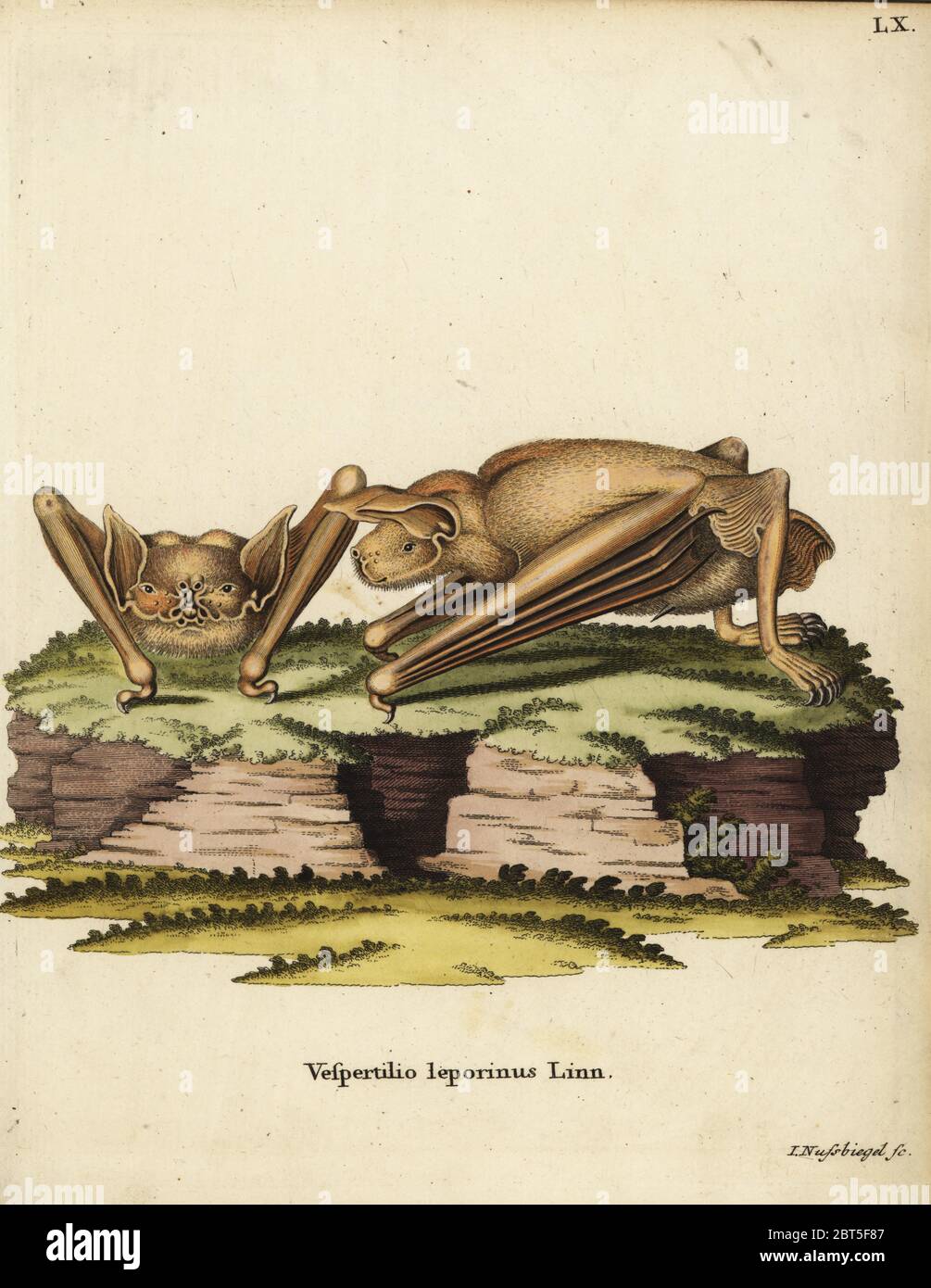 Mehr bulldog bat, Noctilio leporinus. Vespertilio leporinus Linn. Papierkörbe Kupferstich von Johann Nussbiegel von Johann Christian Daniel Schreber's Animal Abbildungen nach der Natur, oder schreber's fantastische Tiere, Erlangen, Deutschland, 1775. Stockfoto