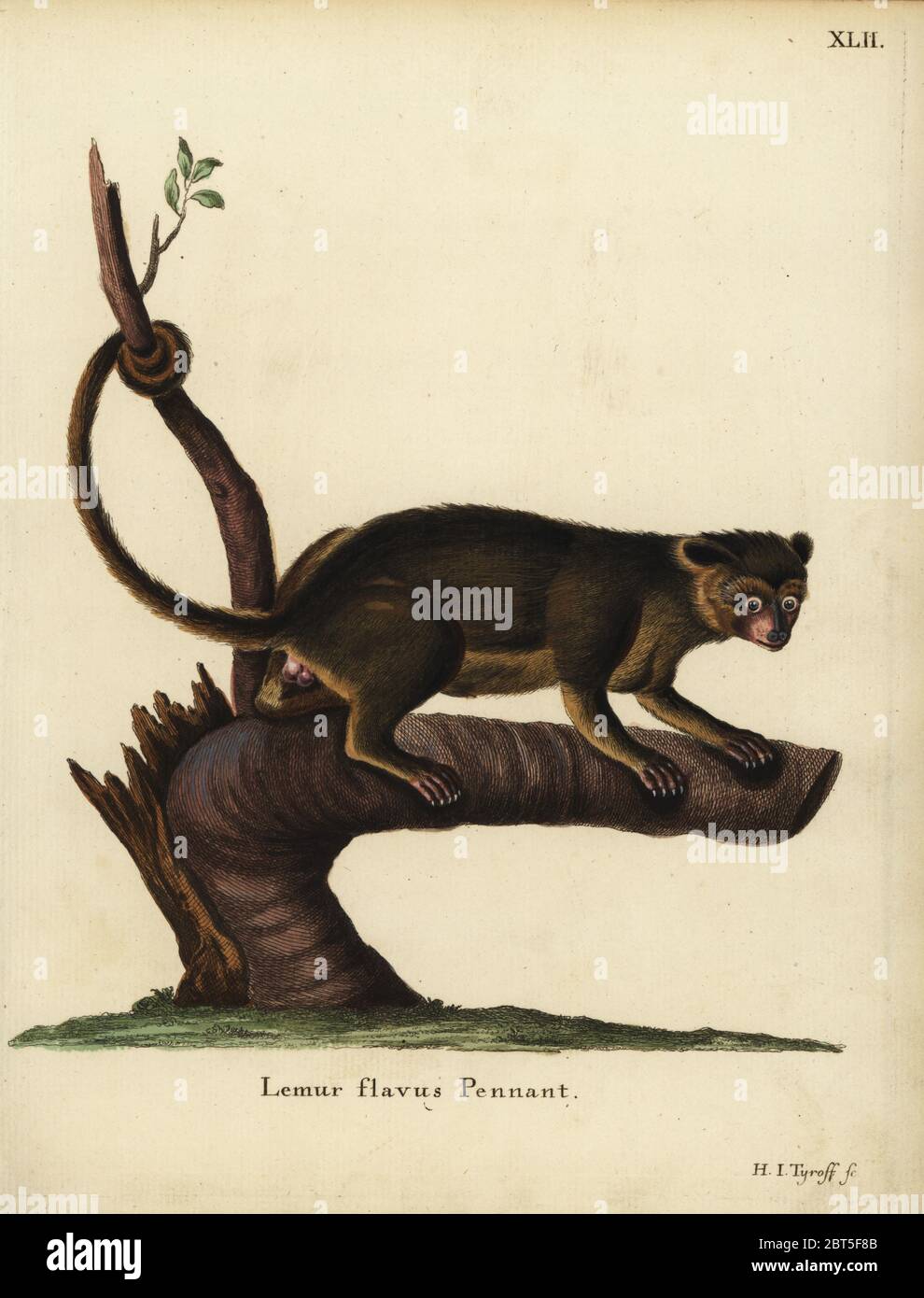 Kinkajou, Potos flavus. Lemur flavus Wimpel. Papierkörbe Kupferstich von Hermann Jakob Dieckmann von Johann Christian Daniel Schreber's Animal Abbildungen nach der Natur, oder schreber's fantastische Tiere, Erlangen, Deutschland, 1775. Stockfoto