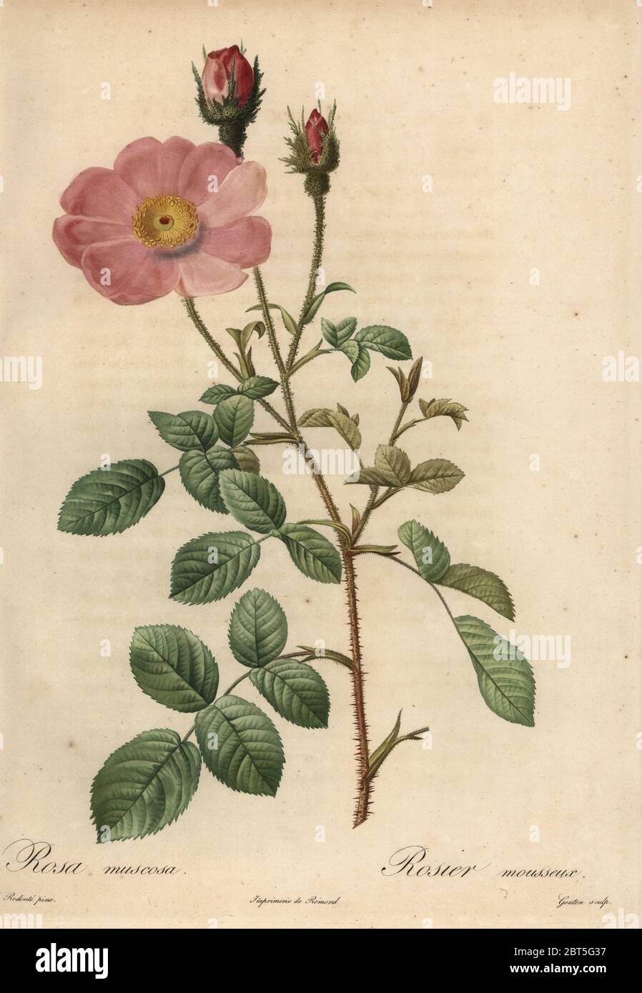 Rosa Rose, Rosa muscosa, Rosier Mousseux. Dichtfläche Kupferstich von Gouten handkoloriert a la poupee nach einem botanischen Illustration von Pierre-Joseph Redoute aus der ersten Folio-ausgabe von Les Roses, Firmin Didot, Paris, 1817. Stockfoto