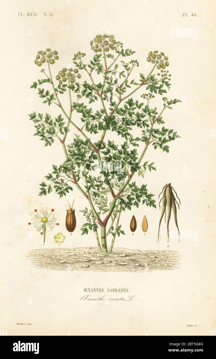 Hemlock Wassertropfwort, Oenanthe crocata, Oenanthe safranee. Handkolorierter Stahlstich von Oudet nach einer botanischen Illustration von Edouard Maubert von Pierre Oscar Reveil, A. Dupuis, Fr. Gerard und Francois Herincqs La Regne Vegetal: Flore Medicale, L. Guerin, Paris, 1864-1871. Stockfoto