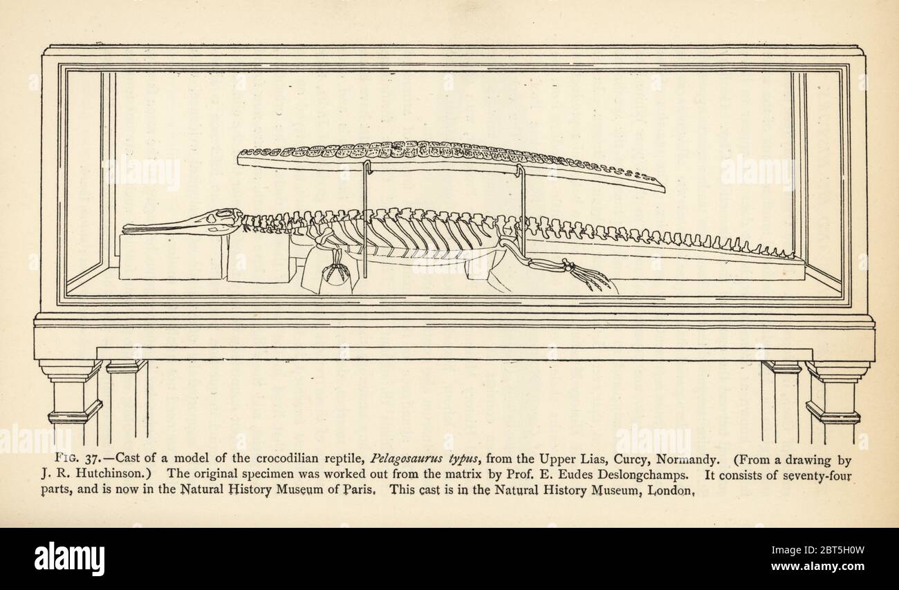 Abguss eines Modells des Krokodilreptiles Pelagosaurus typus aus den Oberen Lias, Curcy, Normandie. Das Original wurde von Professor E. Eudes Deslongchamps aus der Matrix heraus erarbeitet. Gravur nach einer Illustration von J.R. Hutchinson aus Henry Neville Hutchinson Kreaturen anderer Tage, Popular Studies in Paläontologie, Chapman and Hall, London, 1896. Stockfoto