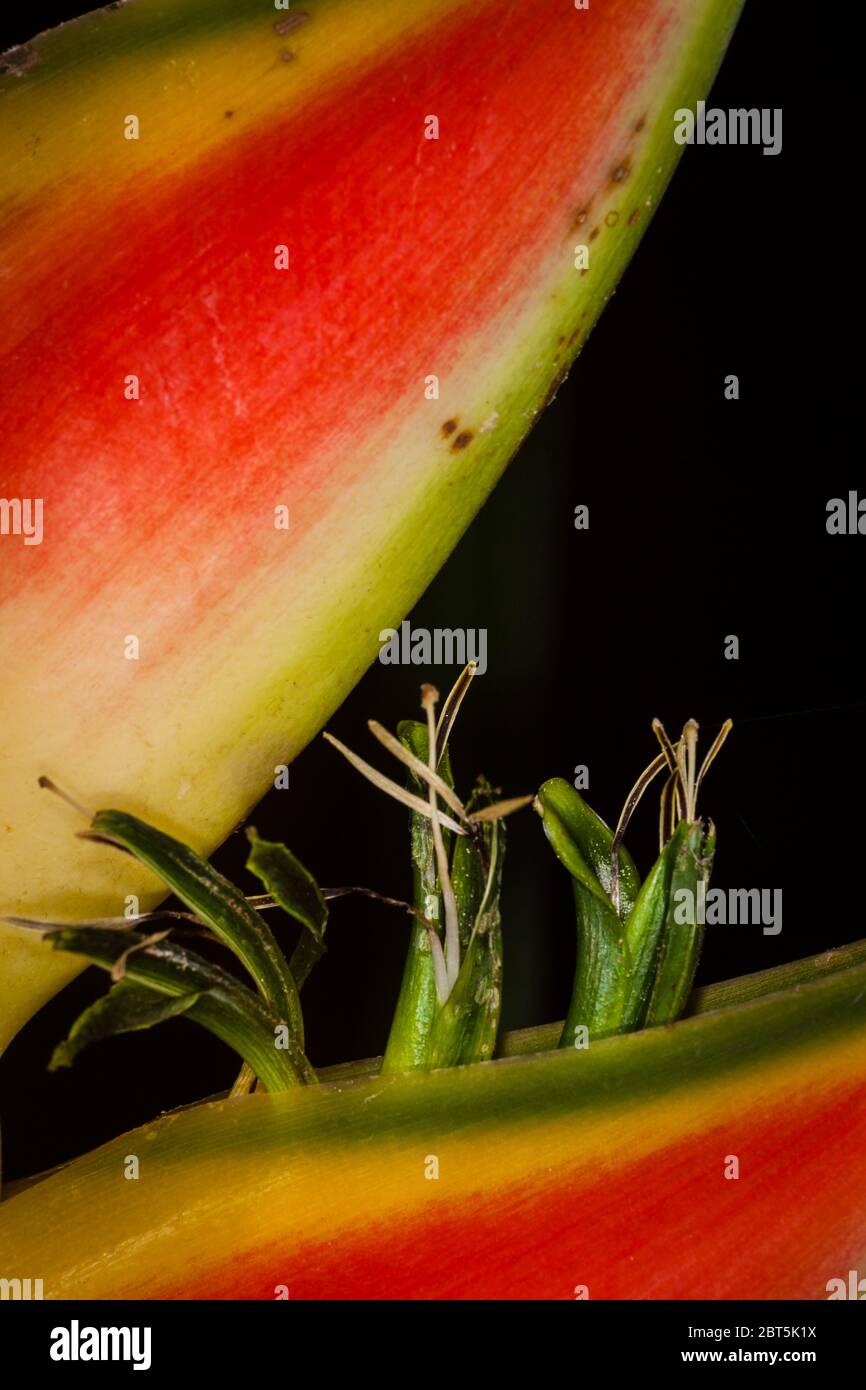 Detail auf einer bunten Heliconia Blume im üppigen Regenwald des Cerro Hoya Nationalparks, Provinz Veraguas, Republik Panama. Stockfoto