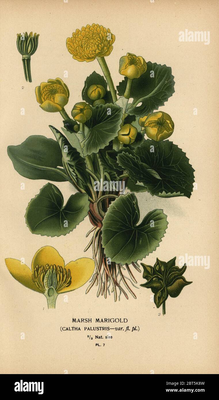 Marschmarigold, Caltha palustris. Chromolithographie aus einer Illustration von Desire Bois aus Edward Steps Favorite Flowers of Garden and Greenhouse, Frederick Warne, London, 1896. Stockfoto