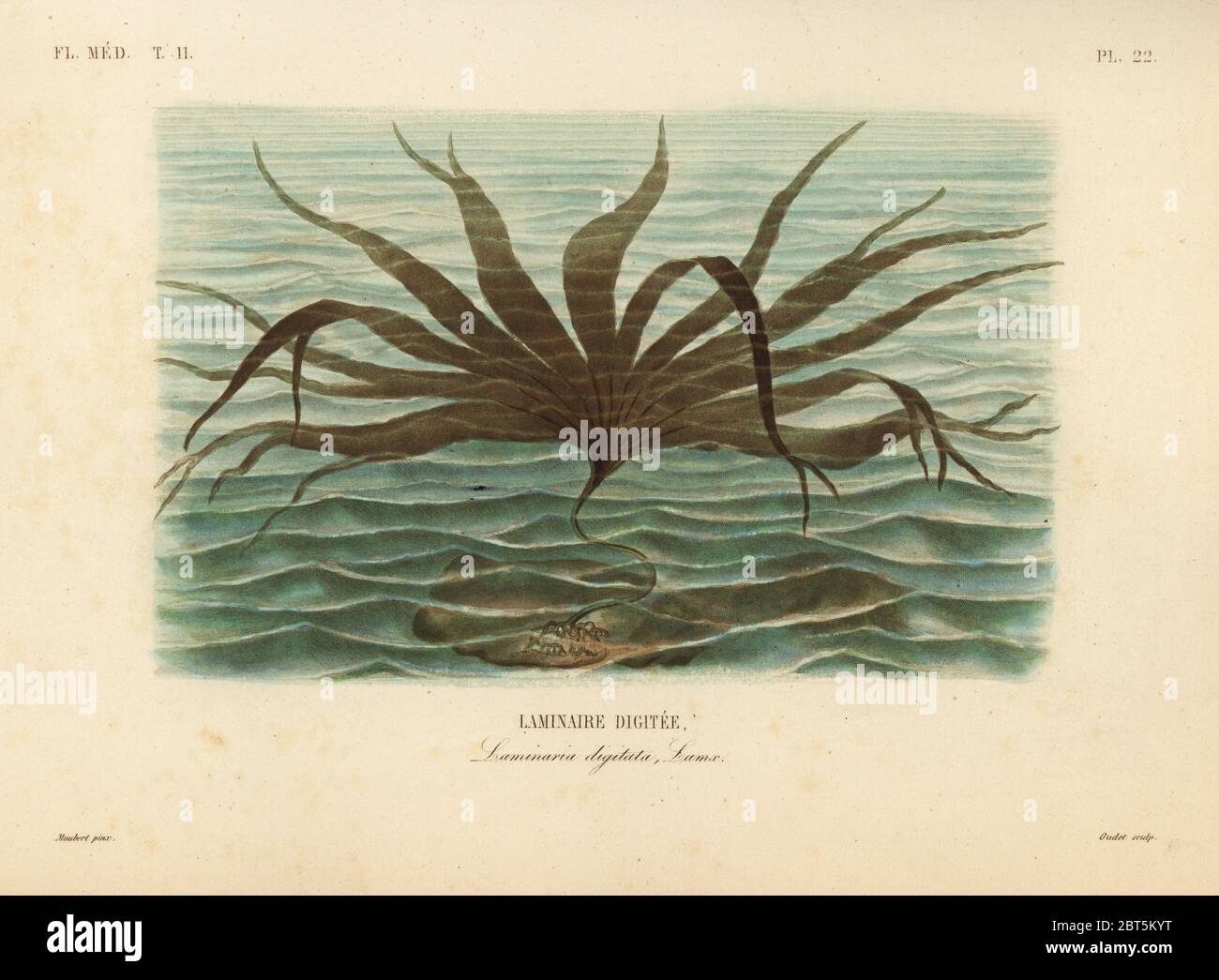 Oarweed, Laminaria digitata, Laminaire digitee. Handkolorierter Stahlstich von Oudet nach einer botanischen Illustration von Edouard Maubert von Pierre Oscar Reveil, A. Dupuis, Fr. Gerard und Francois Herincqs La Regne Vegetal: Flore Medicale, L. Guerin, Paris, 1864-1871. Stockfoto