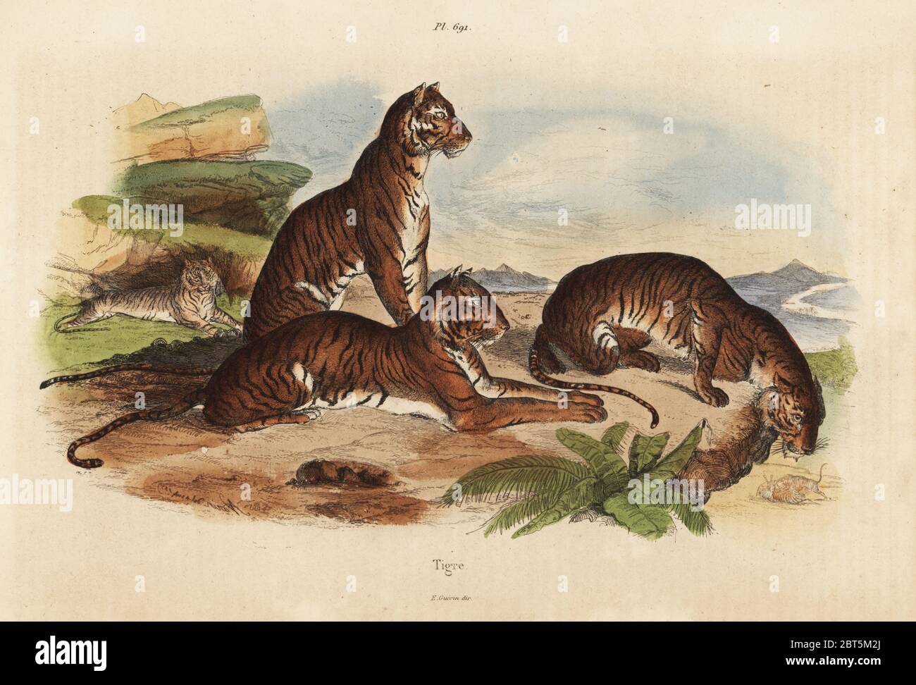 Tiger, Panthera tigris, gefährdet. Papierkörbe Stahlstich von Felix-Edouard Guerin-Meneville's Wörterbuch Pittoresque d'Histoire Naturelle (malerische Wörterbuch der Naturgeschichte), Paris, 1834-39. Stockfoto