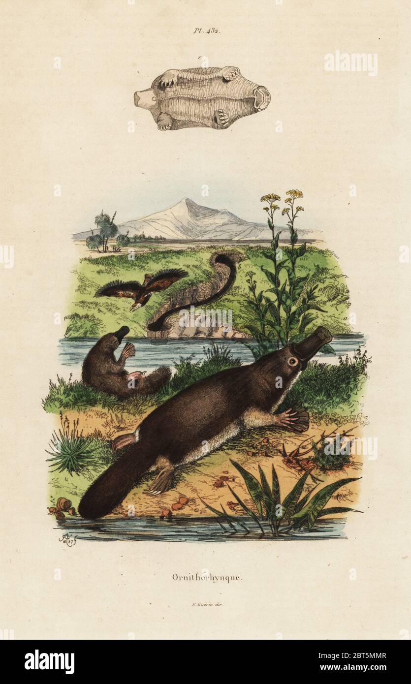 Duck-billed Platypus, Ornithorhynchus anatinus. Papierkörbe Stahlstich nach einer Illustration von Adolph Fritten aus dem Felix-Edouard Guerin-Meneville's Wörterbuch Pittoresque d'Histoire Naturelle (malerische Wörterbuch der Naturgeschichte), Paris, 1834-39. Stockfoto