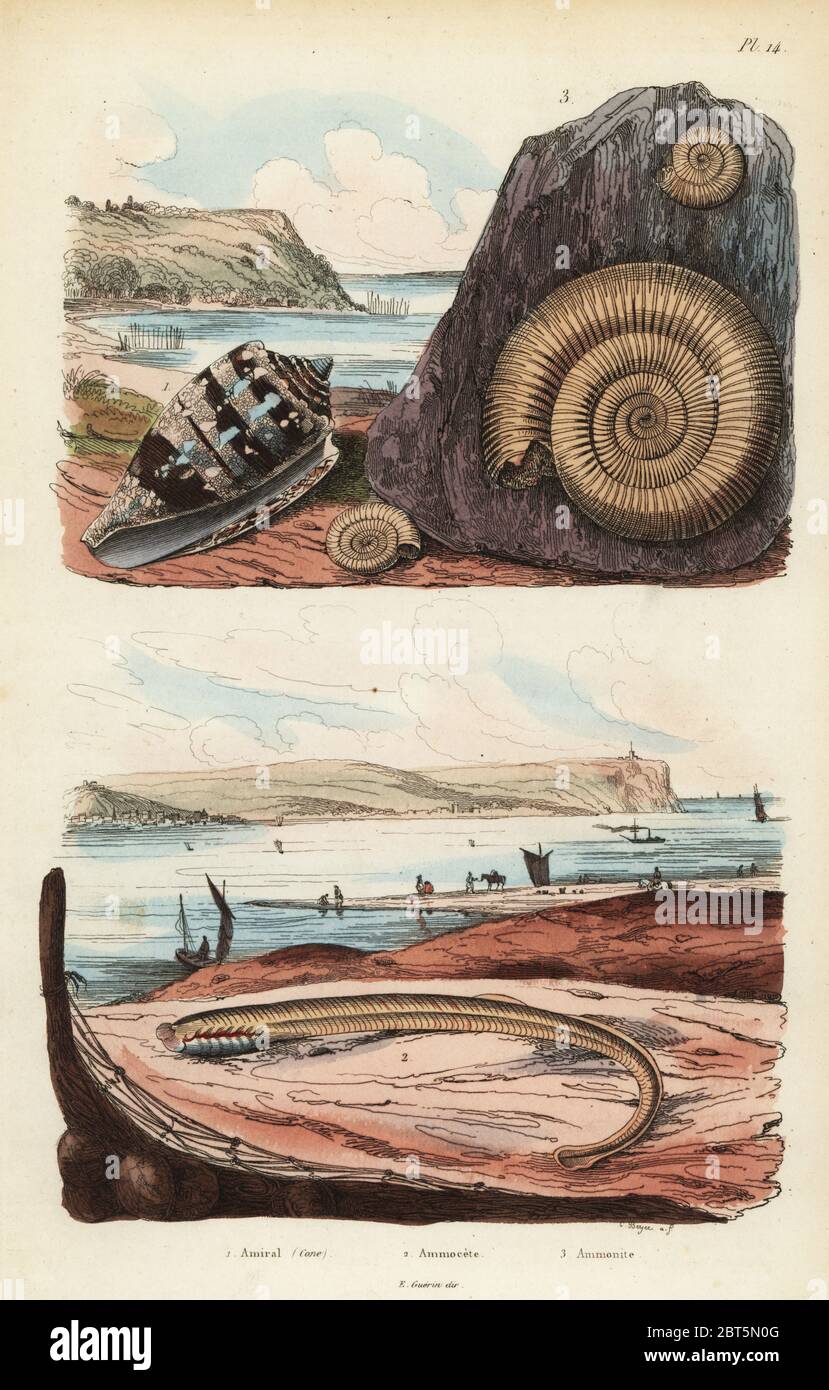 Admiral Kegel, Conus ammiralis 1, ammocete oder larvenstadium von neunauge, Petromyzon marinus 2, und ausgestorbenen Ammoniten Mollusken fossil 3. Papierkörbe Stahlstich von Beyer von Felix-Edouard Guerin-Meneville's Wörterbuch Pittoresque d'Histoire Naturelle (malerische Wörterbuch der Naturgeschichte), Paris, 1834-39. Stockfoto