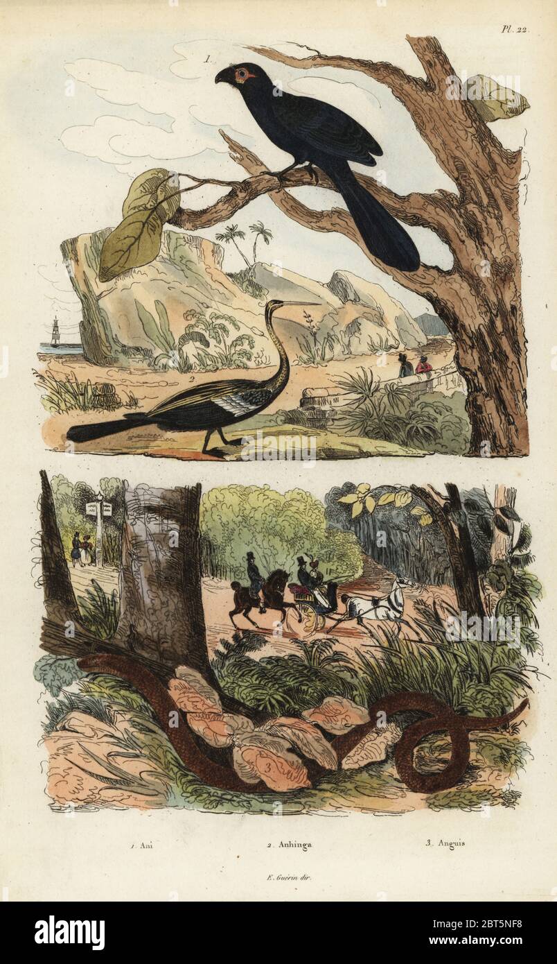 Nut-billed Ani, Crotophaga sulcirostris 1, Oriental darter, Anhinga melanogaster 2, und langsam Wurm, Anguis fragilis 3. Ani, Anhinga, Anguis. Papierkörbe Stahlstich von du Casse nach einer Illustration von Adolph Fritten aus dem Felix-Edouard Guerin-Meneville's Wörterbuch Pittoresque d'Histoire Naturelle (malerische Wörterbuch der Naturgeschichte), Paris, 1834-39. Stockfoto