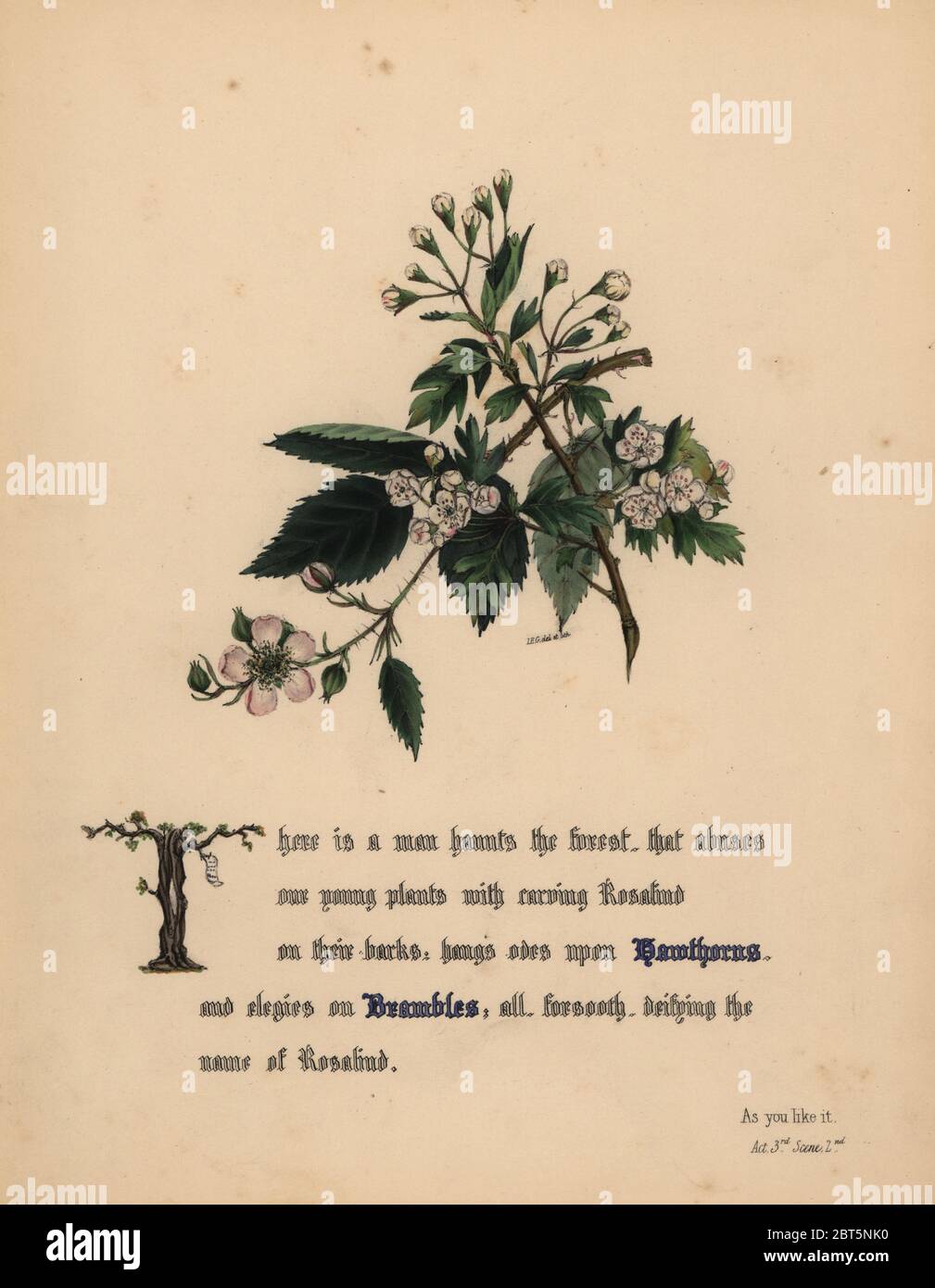 Hawthorns und Brambles (Wie es Euch gefällt). Handcoioured botanischen Abbildung gezeichnet und von Jane Elizabeth Giraud aus den Blüten von Shakespeare, Tag und Haghe, London, 1845 Lithographiert. Stockfoto