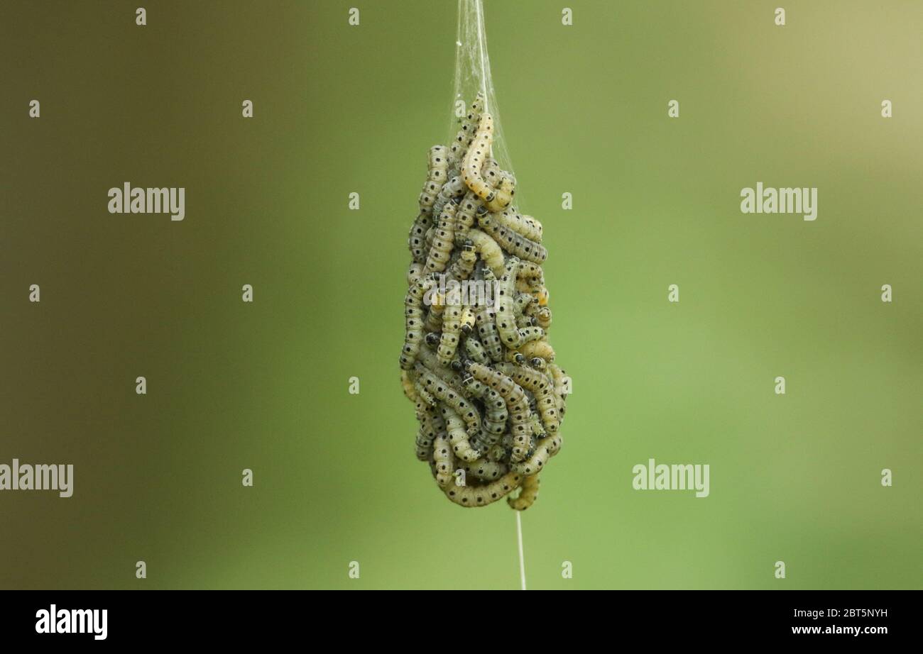 Eine Reihe von Spindelermine Moth Caterpillar, Yponomeuta cagnagella, die von einem Spindelbaum herabsteigen und in der Luft an einem seidigen Faden hängen. Stockfoto