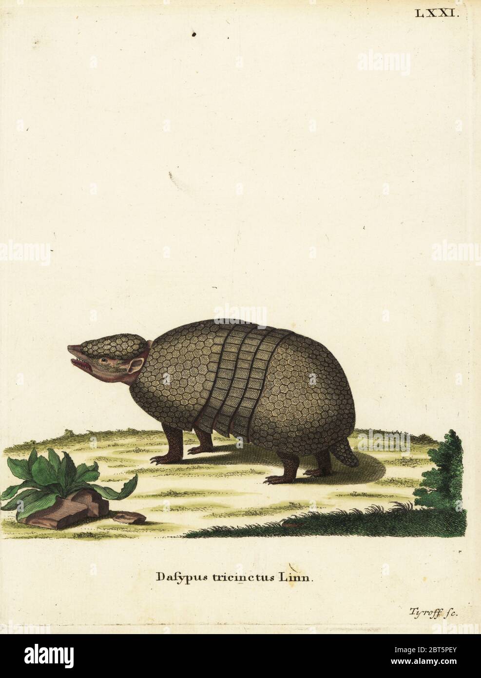 Brasilianische drei - armadillo Tolypeutes tricinctus gebändert,. Dasypus tricinctus Linn. Papierkörbe Kupferstich von dieckmann von Johann Christian Daniel Schreber's Animal Abbildungen nach der Natur, oder schreber's fantastische Tiere, Erlangen, Deutschland, 1775. Stockfoto