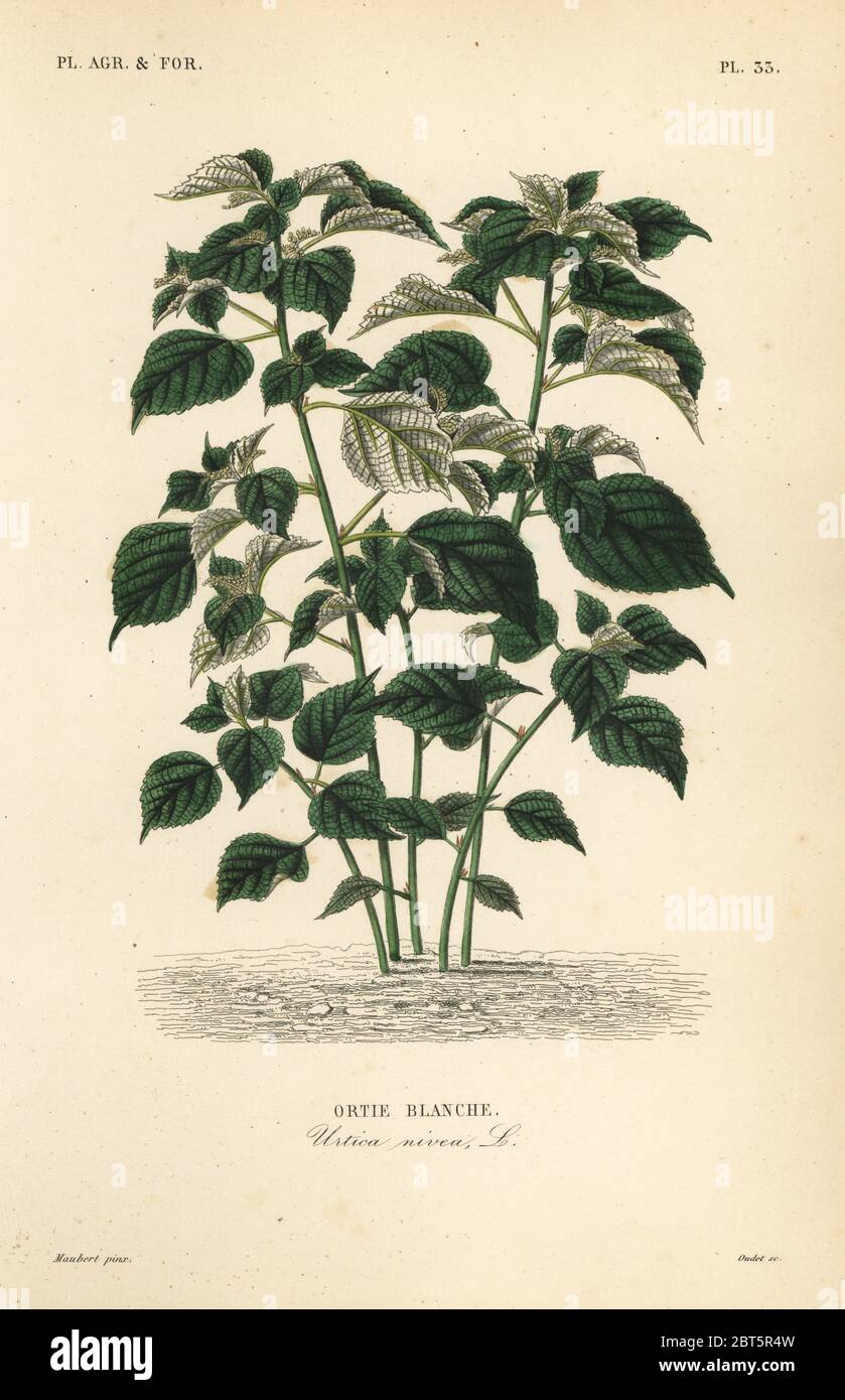 Ramie oder Chinakrasen, Boehmeria nivea, Urtica nivea, Ortie Blanche. Handkolorierter Stahlstich von Oudet nach einer botanischen Illustration von Edouard Maubert von Pierre Oscar Reveil, A. Dupuis, Fr. Gerard und Francois Herincqs La Regne Vegetal: Planets Agricoles et Forestieres, L. Guerin, Paris, 1864-1871. Stockfoto