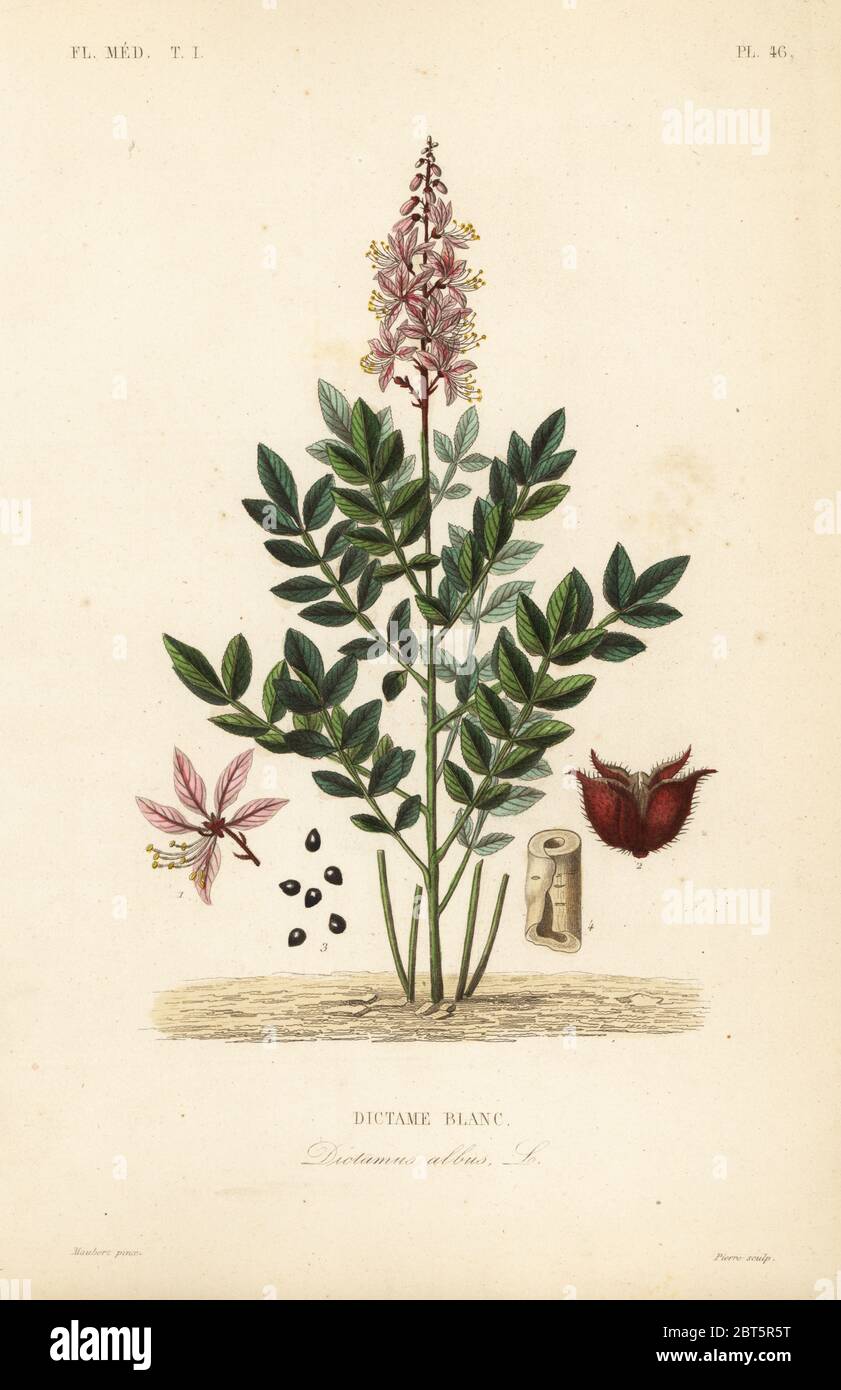 Dittany, Dictamnus albus, Dictame Blanc. Handkolorierter Stahlstich von Pierre nach einer botanischen Illustration von Edouard Maubert von Pierre Oscar Reveil, A. Dupuis, Fr. Gerard und Francois Herincqs La Regne Vegetal: Flore Medicale, L. Guerin, Paris, 1864-1871. Stockfoto