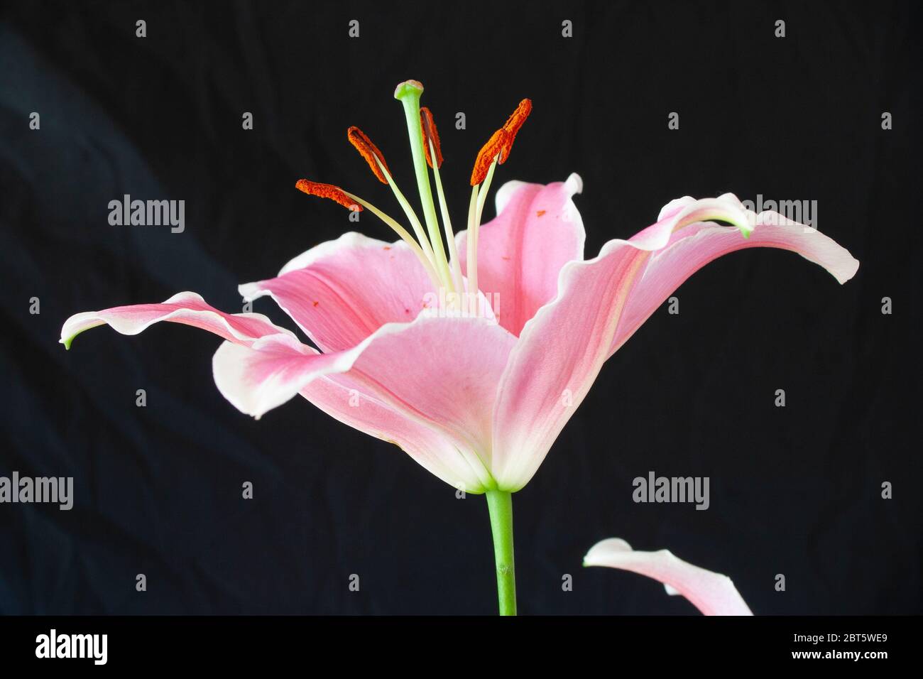 Stargazer Lilie Staubgefäße und Antheren Stockfoto