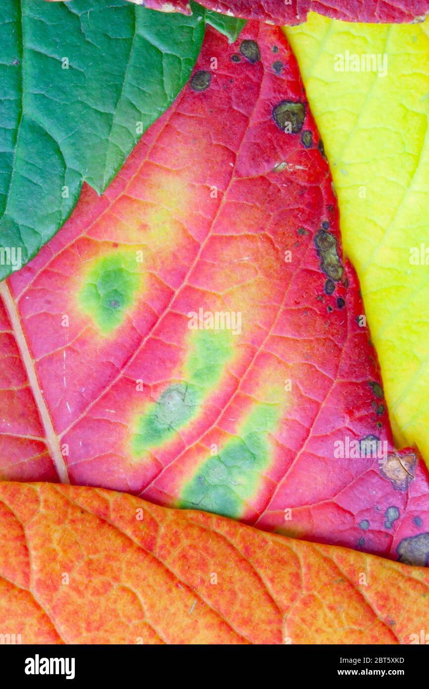 Nahaufnahme von Blättern in kräftigen Herbstfarben Stockfoto