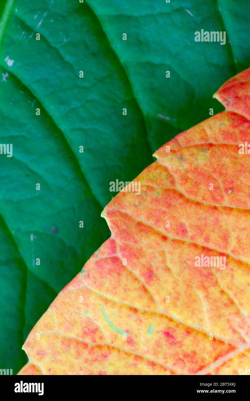 Nahaufnahme von Blättern in kräftigen Herbstfarben Stockfoto