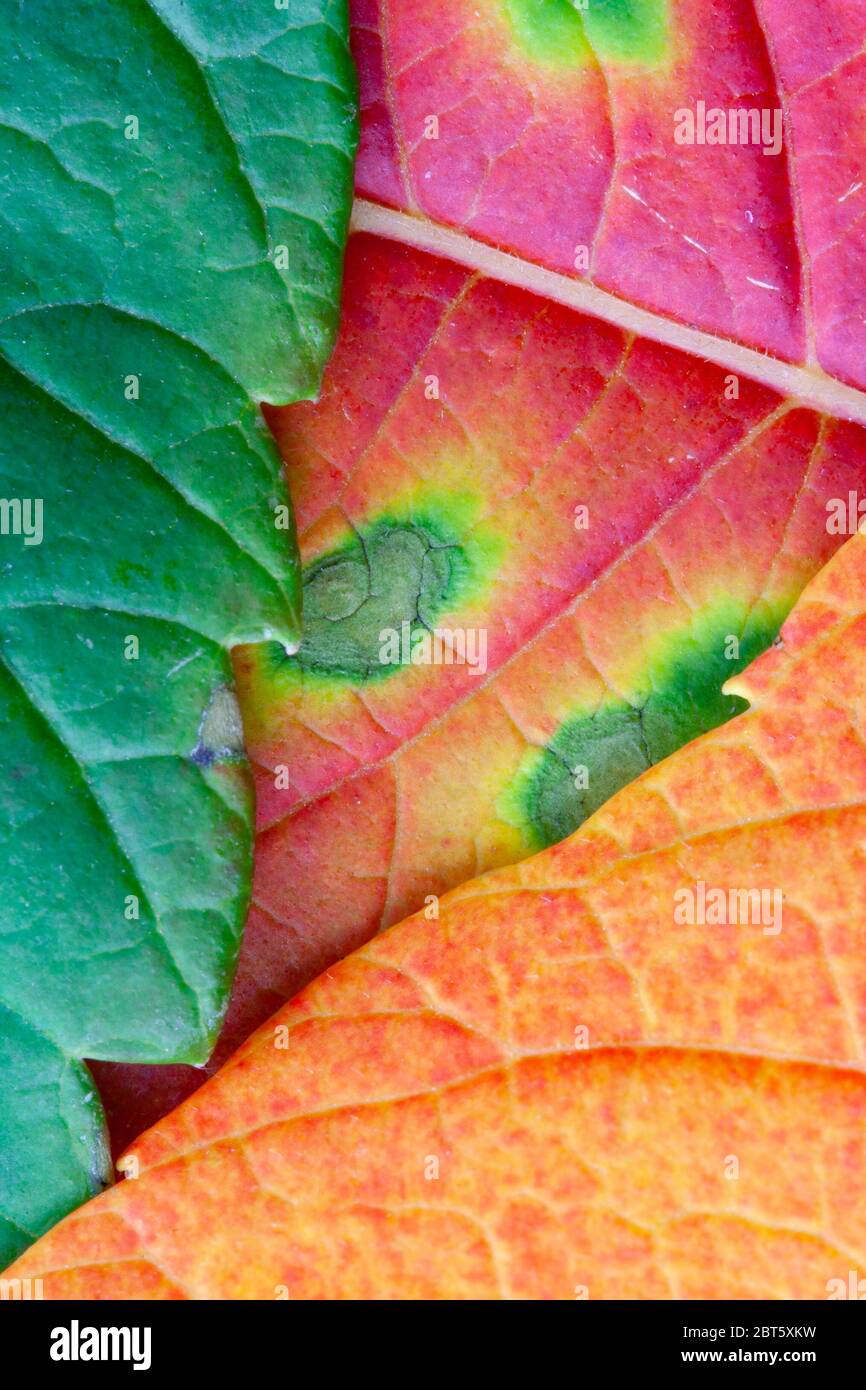 Nahaufnahme von Blättern in kräftigen Herbstfarben Stockfoto