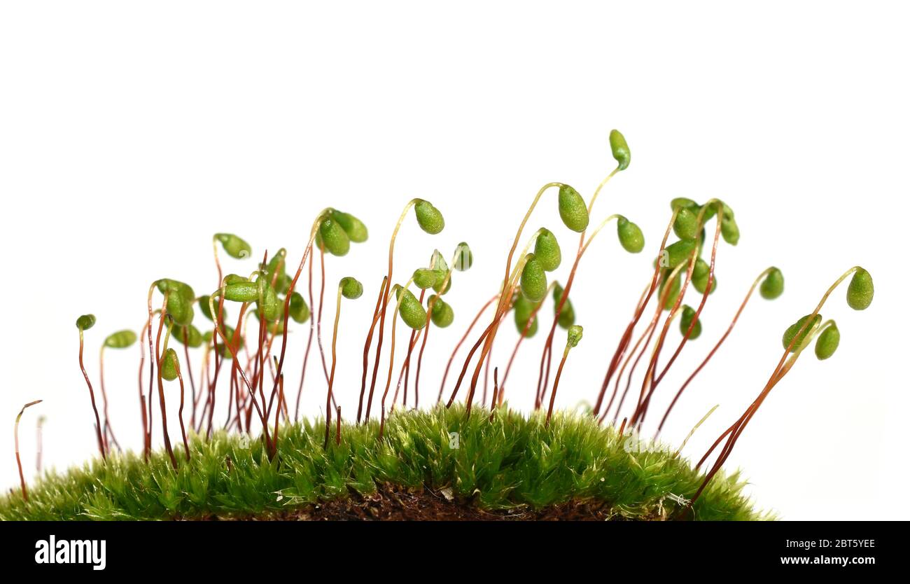 Sporophyten aus dem roten Dach Moos Ceratodon purpureus auf weißem Hintergrund Stockfoto