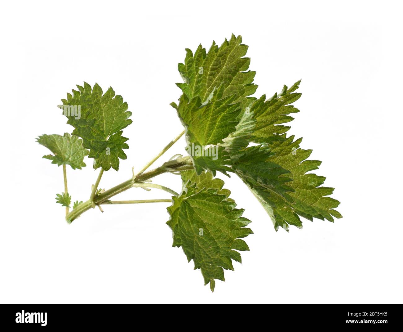 Brennnessel Pflanze Urtica dioica isoliert auf weißem Hintergrund Stockfoto