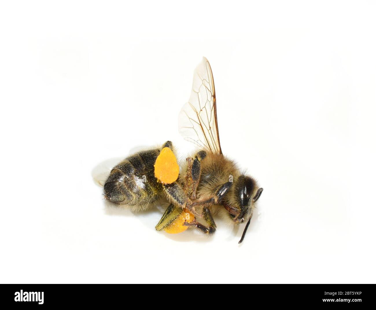 Honigbiene APIs mellifera tot auf weißem Hintergrund isoliert gefunden Stockfoto