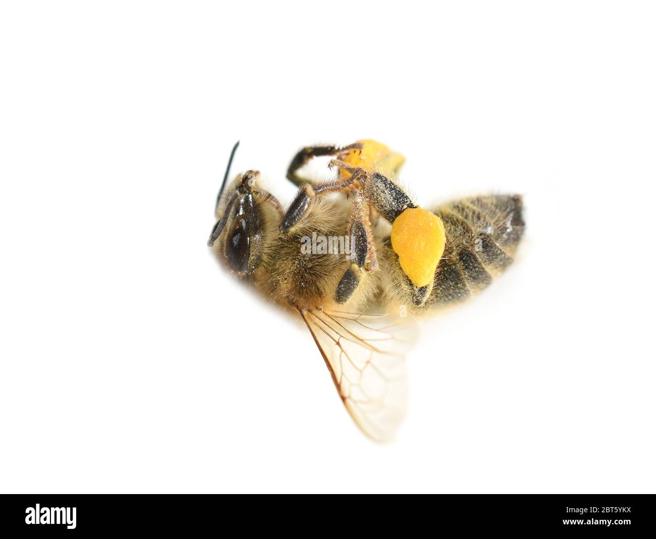 Honigbiene APIs mellifera tot auf weißem Hintergrund isoliert gefunden Stockfoto