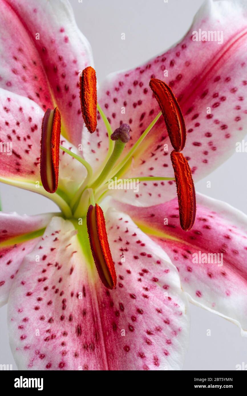 Stargazer Lilie Staubgefäße und Antheren Stockfoto