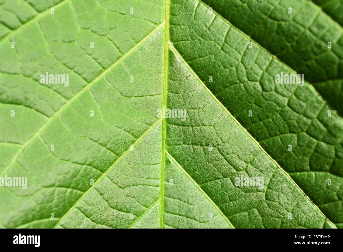 Nahaufnahme auf einem grünen Blatt Pflanzen Adern Photosynthese Stockfoto