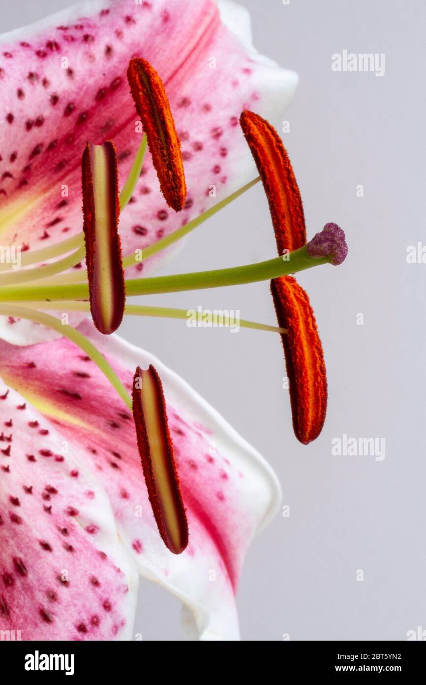 Stargazer Lilie Staubgefäße und Antheren Stockfoto