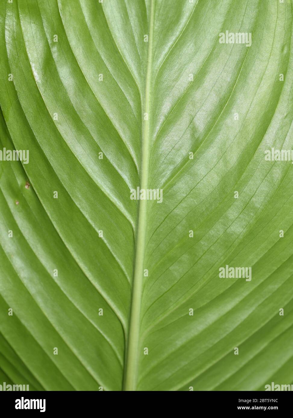 Nahaufnahme auf einem grünen Blatt Pflanzen Adern Photosynthese Stockfoto