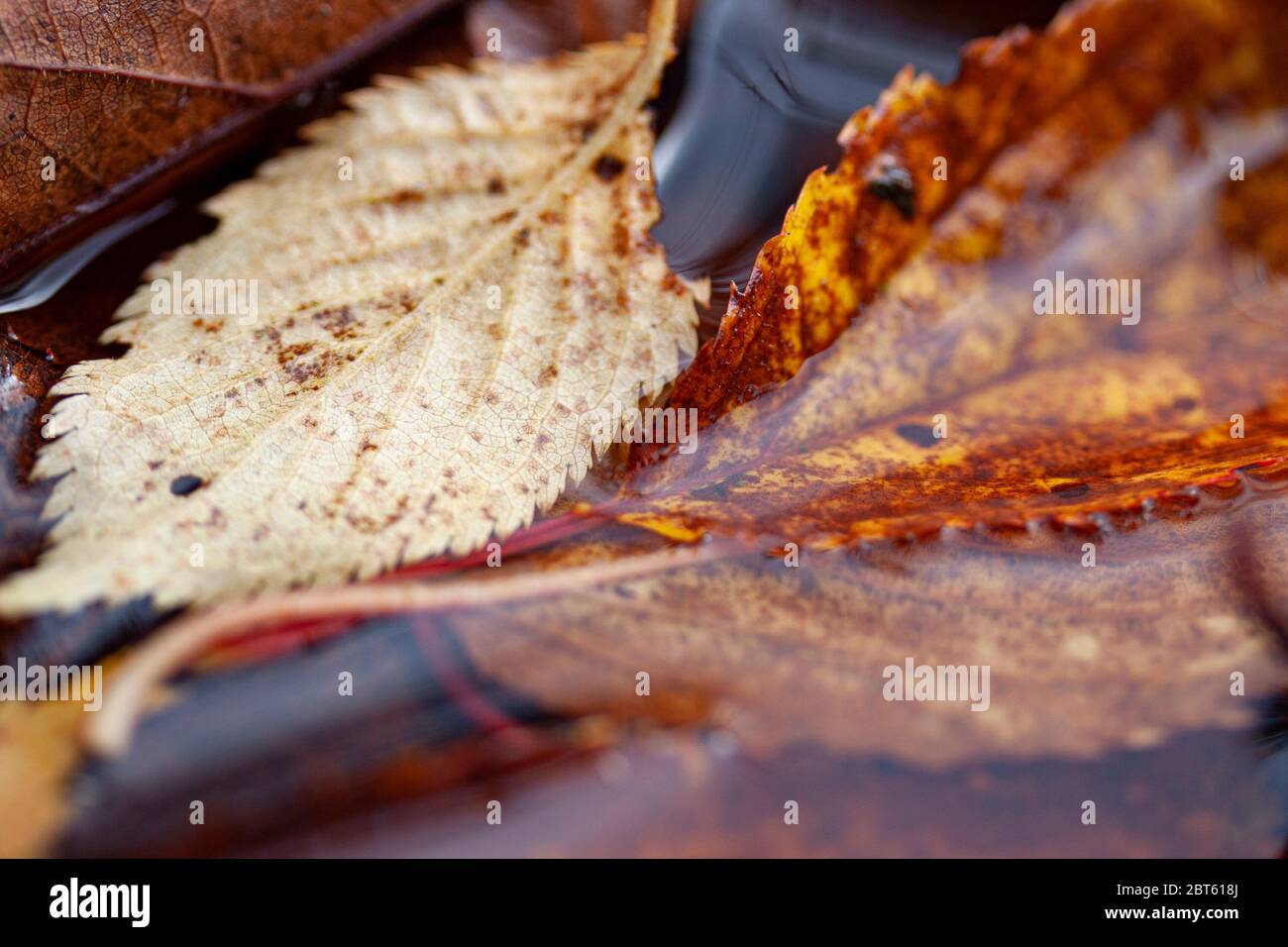Gefallenen Blätter im Herbst in Wasser Stockfoto