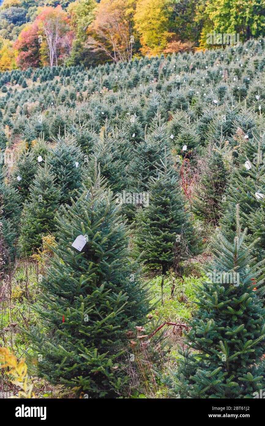 Nord-Carolina, Vereinigte Staaten von Amerika. Pflanzung von Bäumen als Weihnachtsbäume verwendet werden. Stockfoto