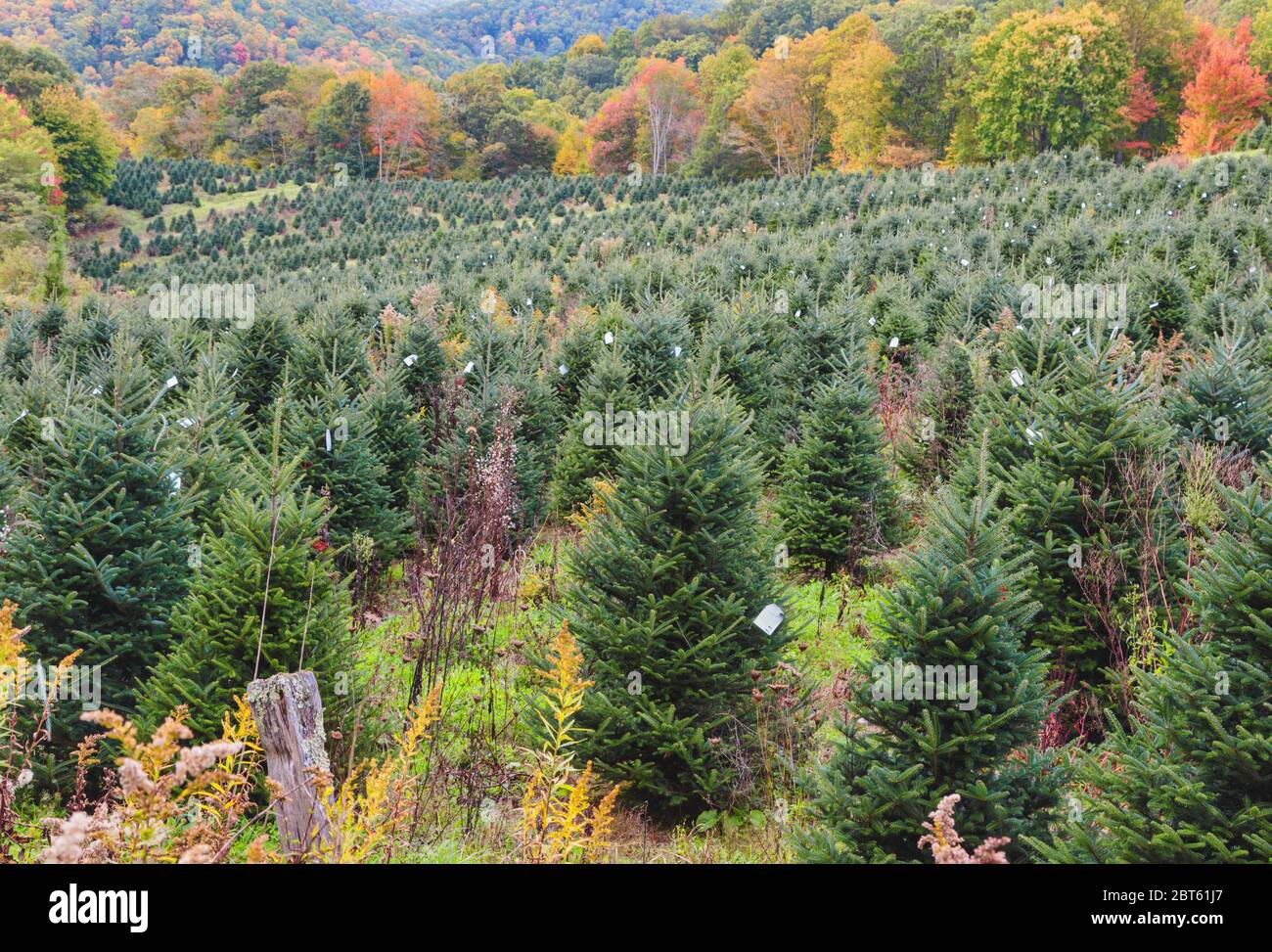 Nord-Carolina, Vereinigte Staaten von Amerika. Pflanzung von Bäumen als Weihnachtsbäume verwendet werden. Stockfoto