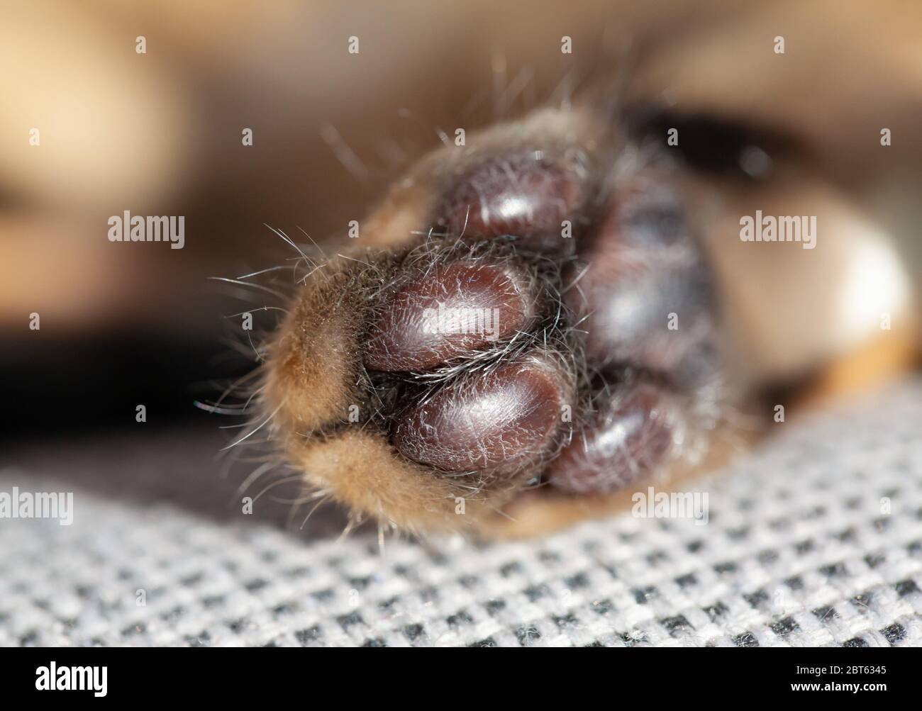 Bengalkatzenpfote in der Makrofotografie. Schwarze Pads Stockfoto