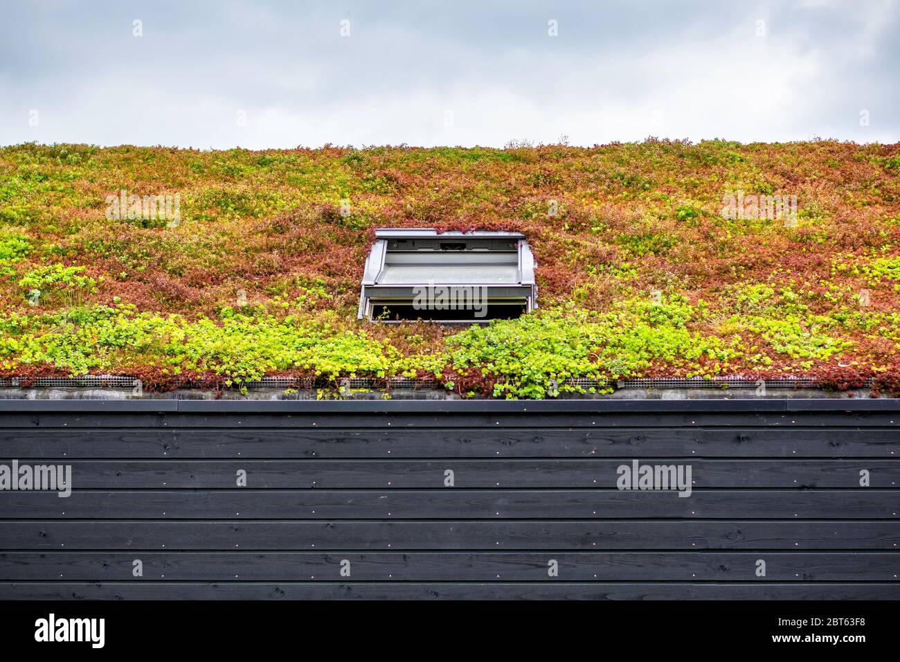 Gebäude mit einem grünen Dach komplett mit Vegetation bedeckt. Ausgedehntes grünes, nachhaltiges Sedum-Dach mit Sukkulenten. Dachbegrünung. Stockfoto