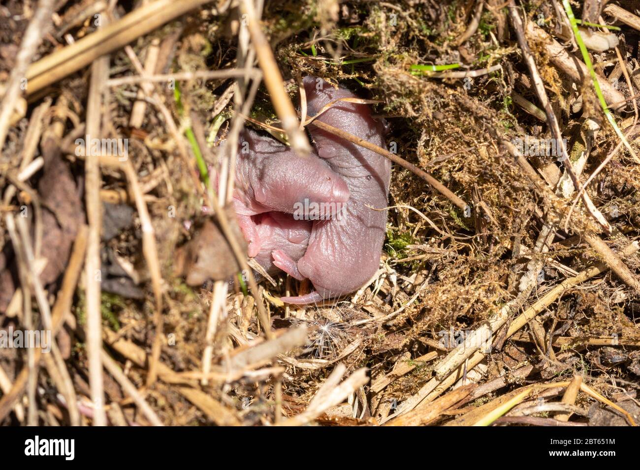 Feldwühlennest (Microtus agrestis) mit drei neugeborenen Tieren, Großbritannien Stockfoto