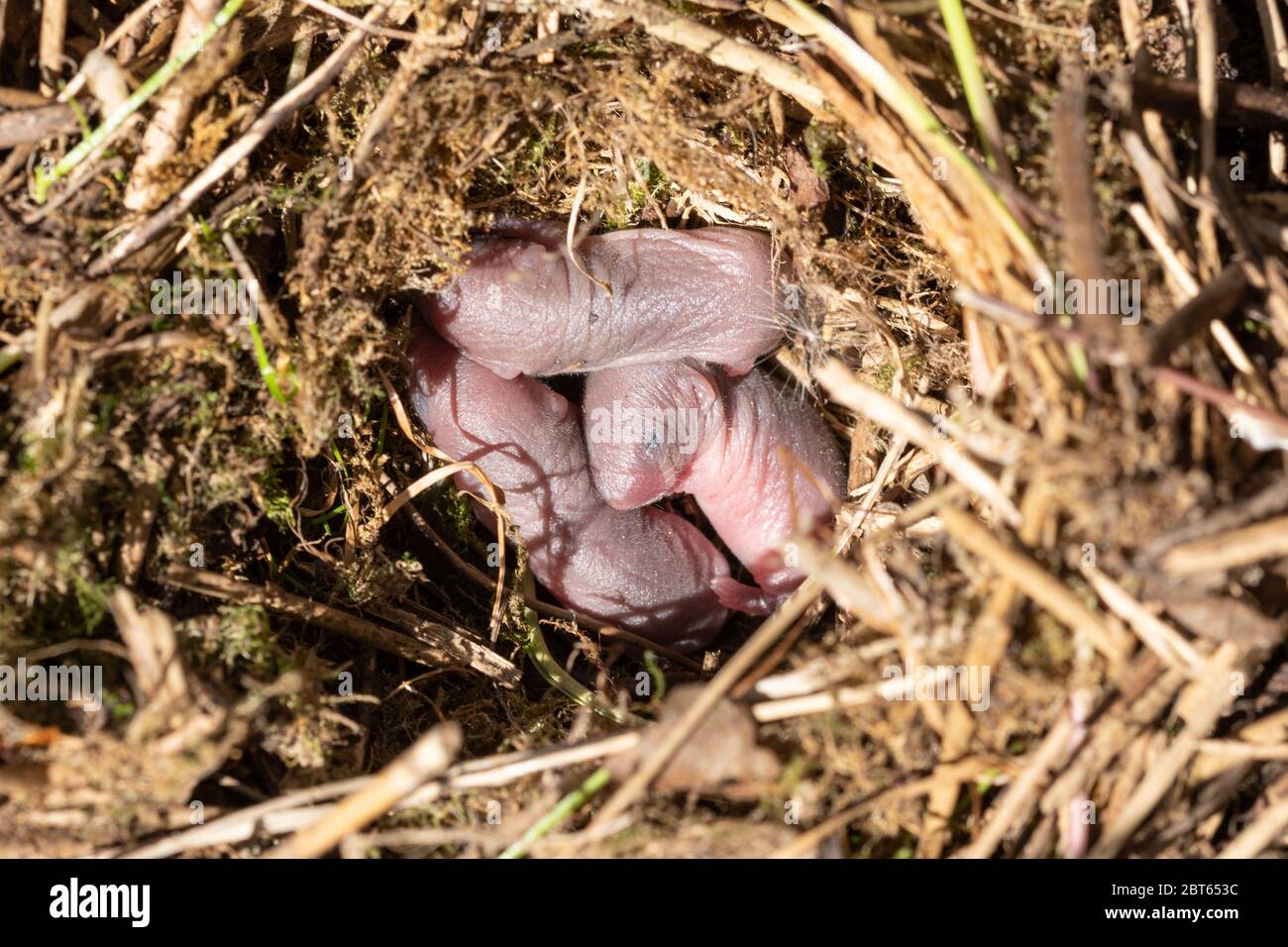 Feldwühlennest (Microtus agrestis) mit drei neugeborenen Tieren, Großbritannien Stockfoto