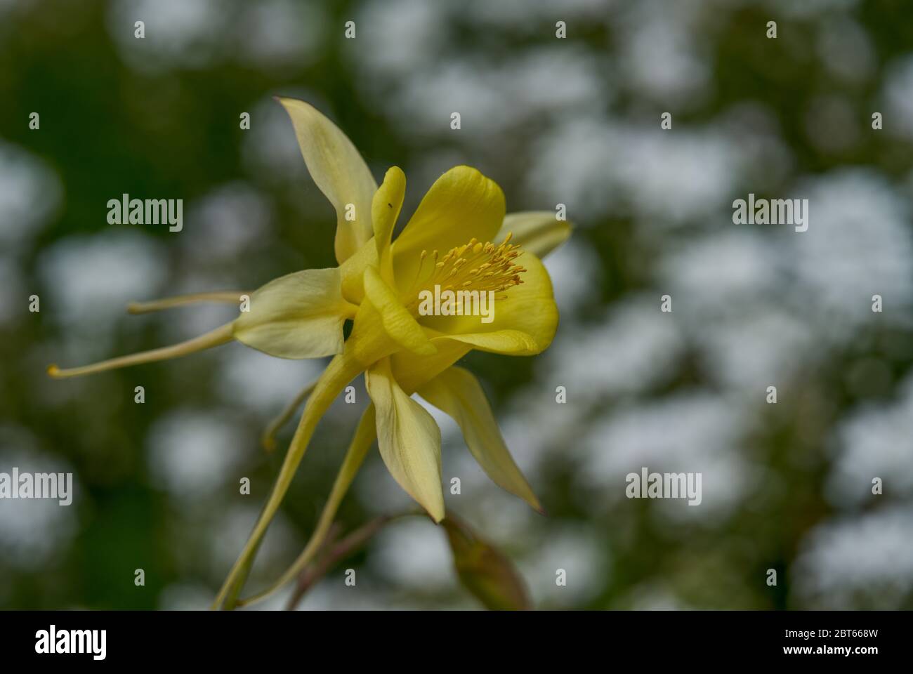 Aquilegia chrysantha Oma's Haube, columbine Stockfoto